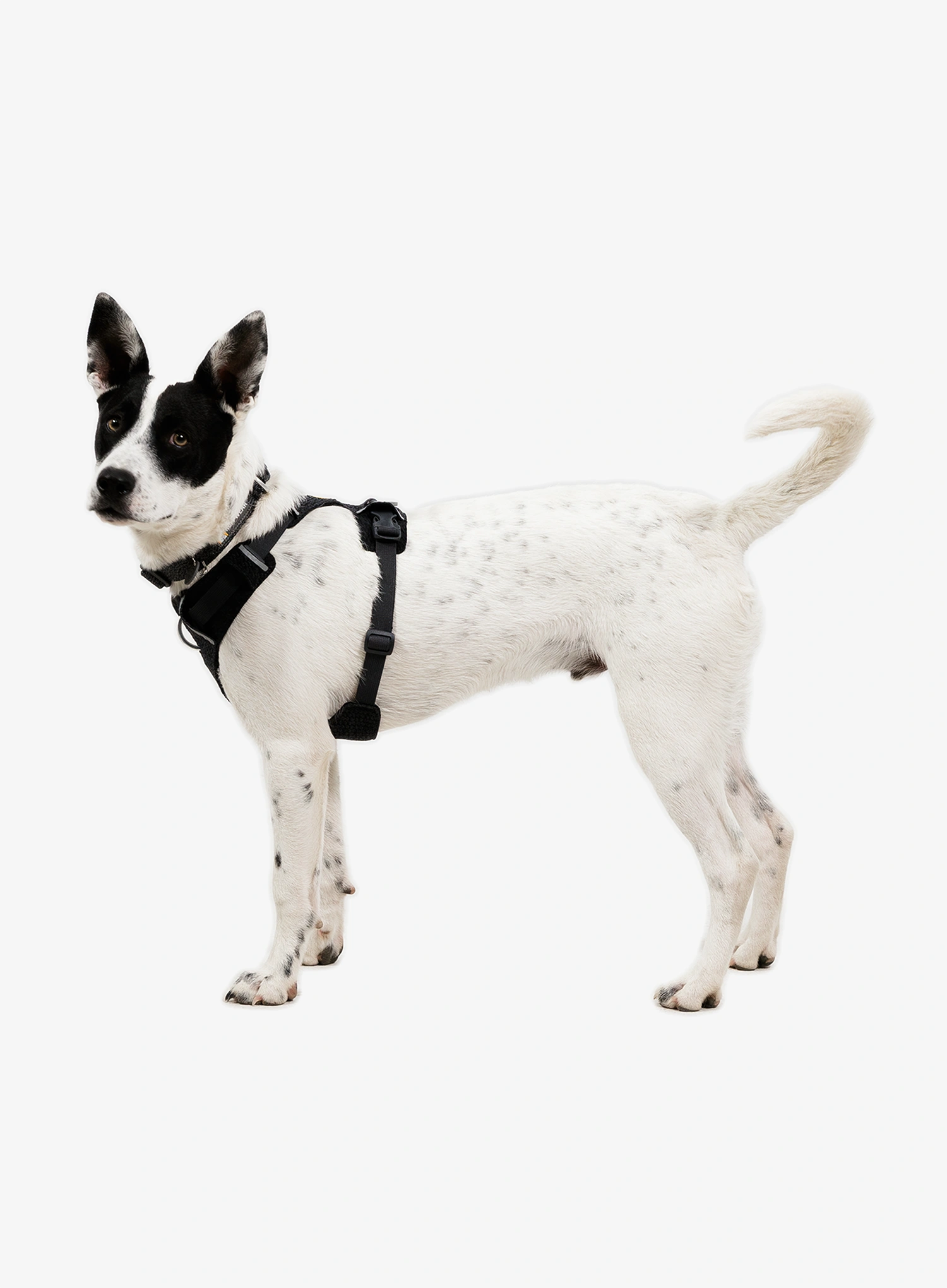 Petnešos šuniui Ruffwear Front Range Flex Harness XS  - basalt gray