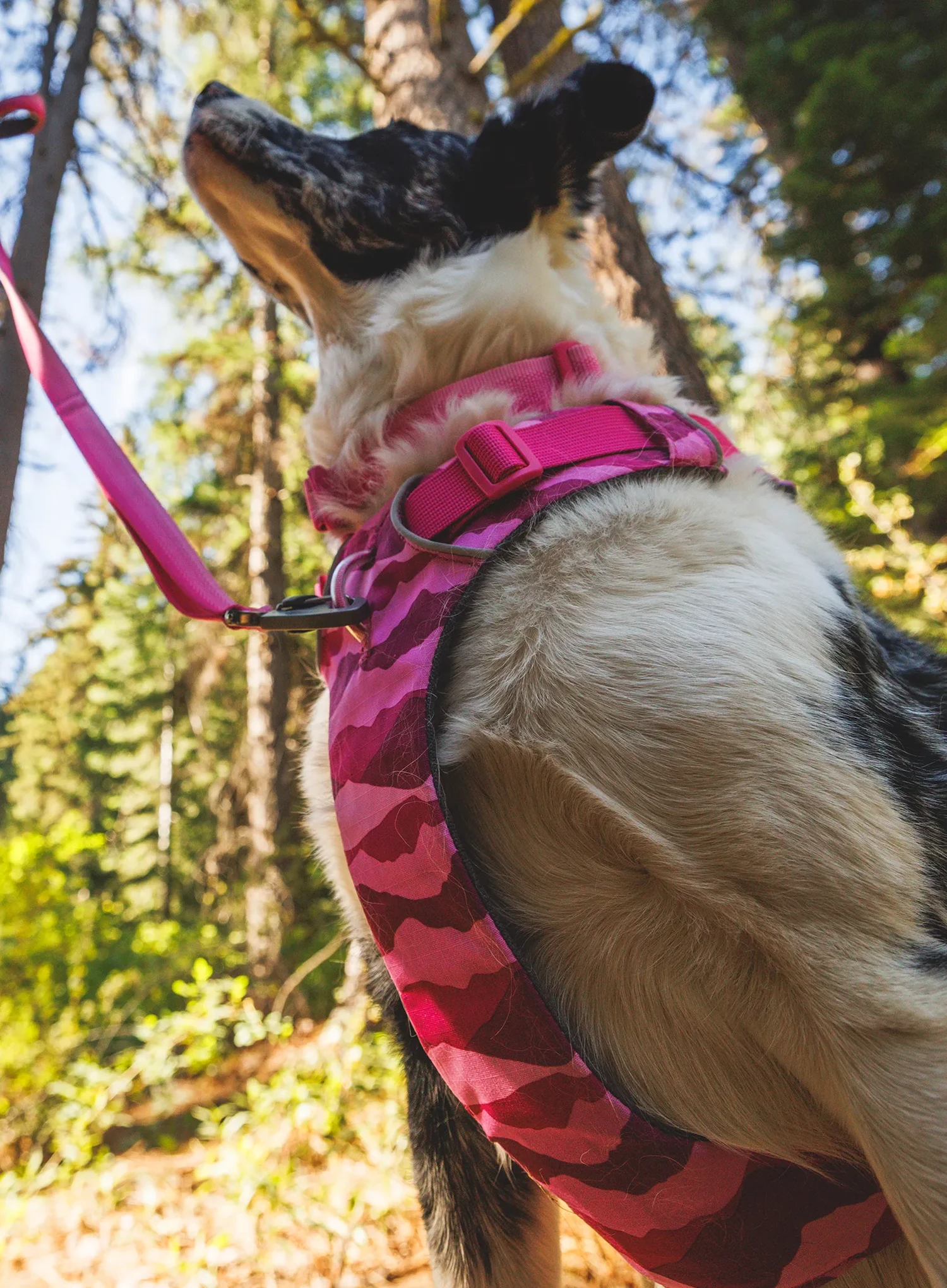 Petnešos šuniui Ruffwear Front Range Harness S - pink mountains