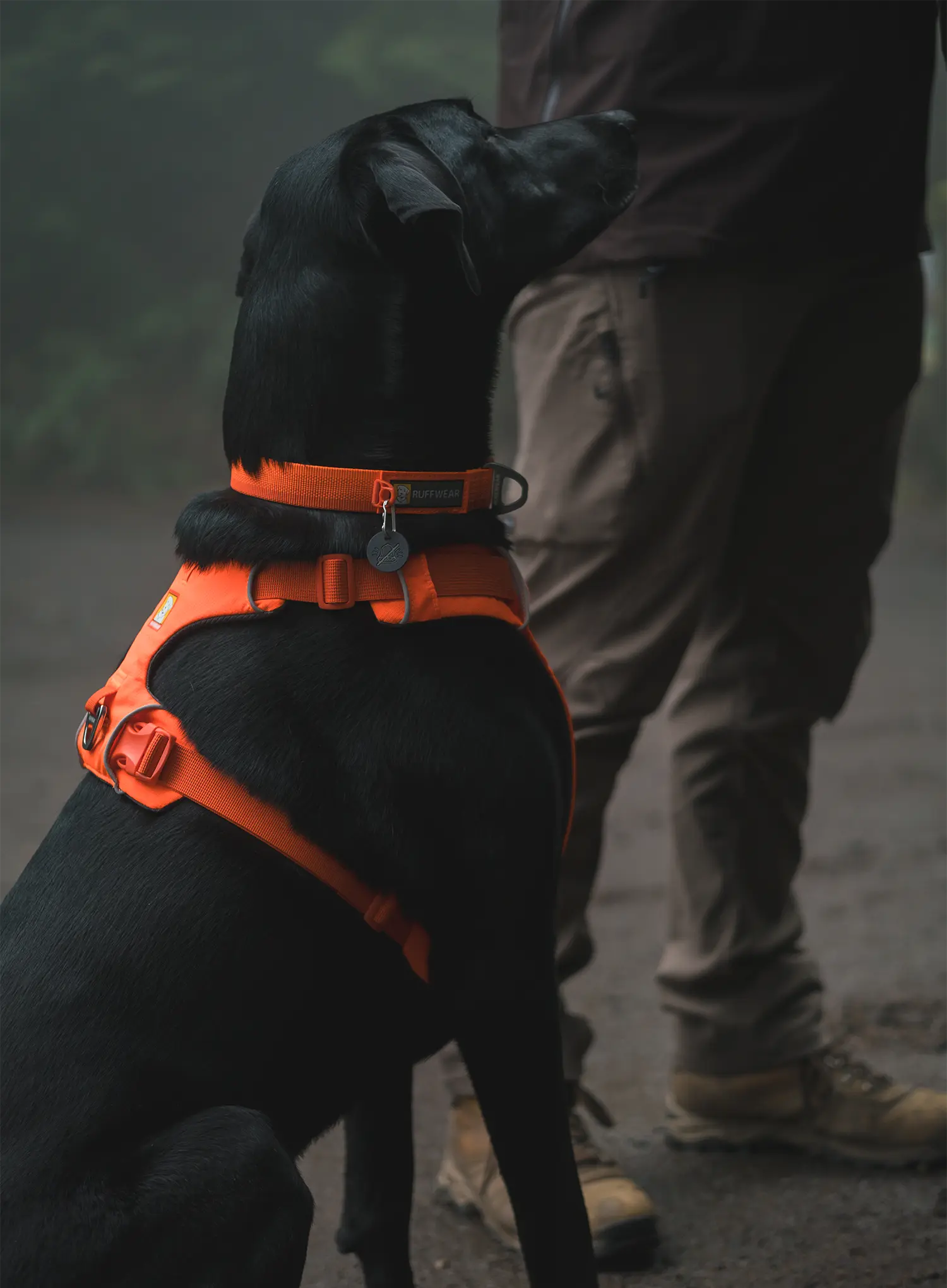 Petnešos šuniui Ruffwear Web Master Harness - blaze orange