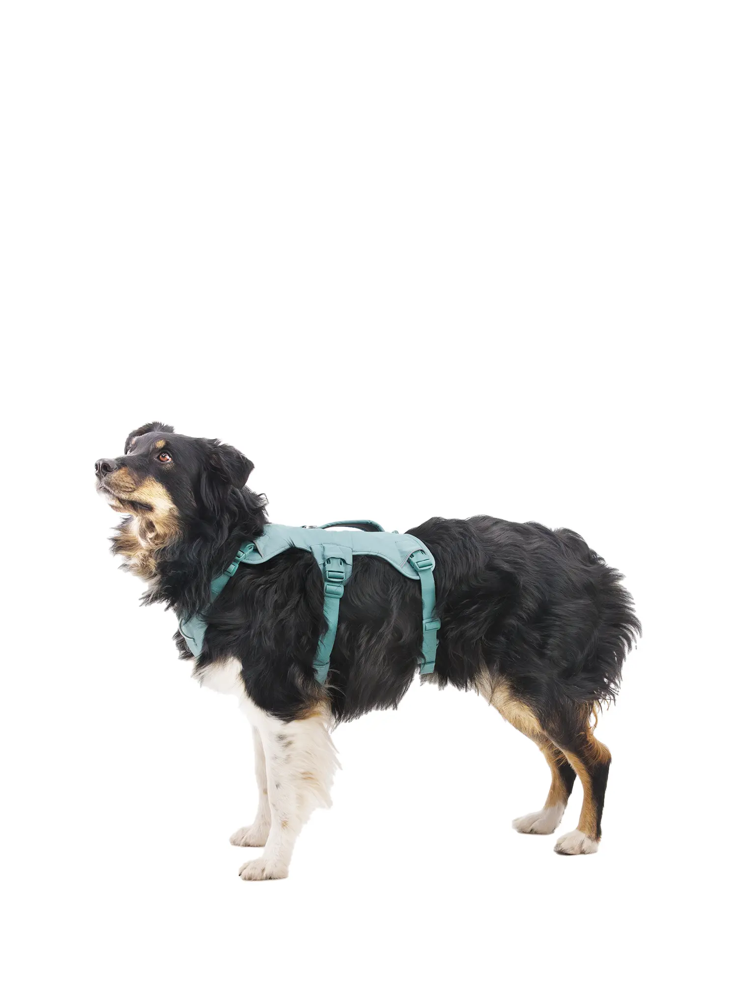 Petnešos šuniui Ruffwear Web Master Harness - river rock green